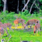 From Ella to Yala National Park Safari with Tree House Stay - Accommodation: Luxury Glamping in the Heart of Nature