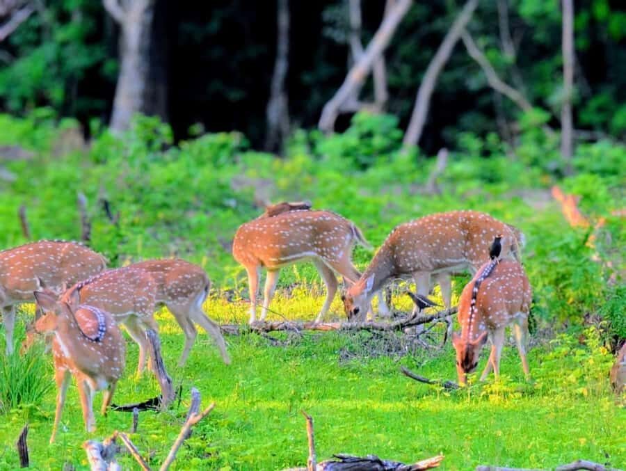 From Ella to Yala National Park Safari with Tree House Stay - Accommodation: Luxury Glamping in the Heart of Nature