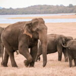 From Ella: YALA SAFARI TOUR & Galle/Mirissa/Tangalle transfer - Who Will Love This Tour?