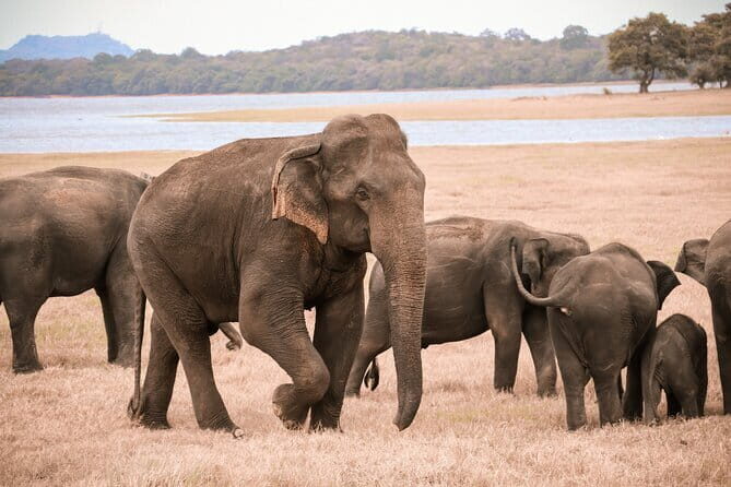 From Ella: YALA SAFARI TOUR & Galle/Mirissa/Tangalle transfer - Who Will Love This Tour?