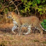 From Galle: All Inclusive Half Day Safari in Yala -Private - The Full Breakdown of the Safari Experience