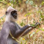 From Galle: Udawalawe National Park Elephant Safari - The Journey from Galle to Udawalawe