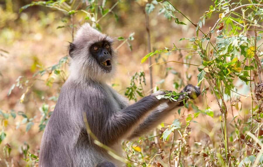 From Galle: Udawalawe National Park Elephant Safari - The Journey from Galle to Udawalawe