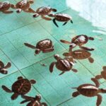 From Gili Trawangan: Small-Group Snorkeling Tour With Turtle - What Makes this Tour Stand Out?