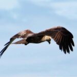 From Hambantota Port: All Inclusive Half Day Safari in Yala - What Makes This Tour Stand Out?