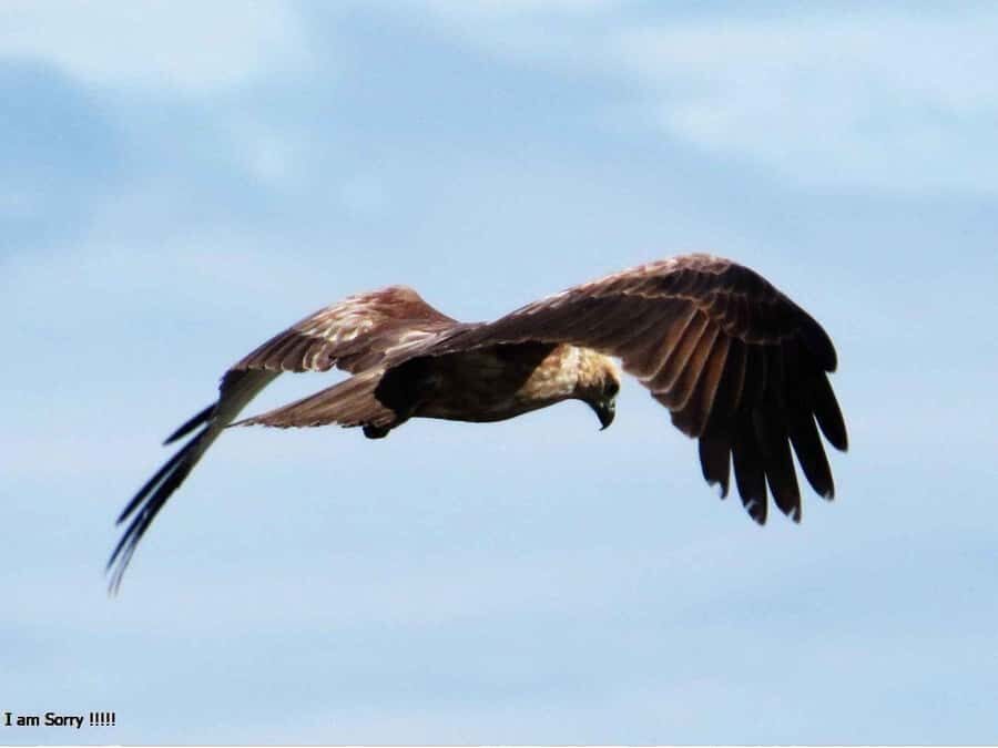 From Hambantota Port: All Inclusive Half Day Safari in Yala - What Makes This Tour Stand Out?