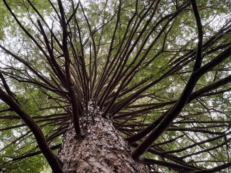 From Hamilton - WAI-O-TAPU, Redwood & Blue Springs Day Tour - Redwood Forest: A Serene Escape