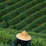 From Hangzhou: Longwu Tea Village, Longmen Town & Dam Tour - Practical Details: How the Tour Works