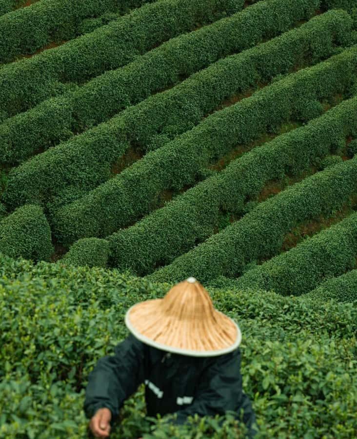 From Hangzhou: Longwu Tea Village, Longmen Town & Dam Tour - Practical Details: How the Tour Works