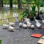 From Hanoi: Scenic Ninh Binh Motorbike Tour to Hidden Treasures - Who Will Love This Tour?