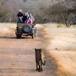 From Jaipur: 2 Days Private Tour of Ranthanbore Tigers Safari - The Second Day: Dawn Safaris and Fort Exploration