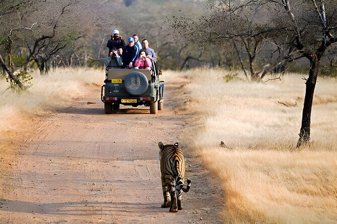 From Jaipur: 2 Days Private Tour of Ranthanbore Tigers Safari - The Second Day: Dawn Safaris and Fort Exploration