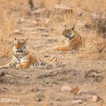 From Jaipur All-Inclusive Ranthambore Tiger Safari Day Tour - Arriving at Ranthambore National Park