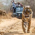 From Jaipur: Explore Ranthambore on a Tiger Safari Day Trip - The Itinerary and What You Can Expect