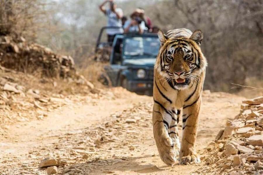 From Jaipur: Explore Ranthambore on a Tiger Safari Day Trip - The Itinerary and What You Can Expect
