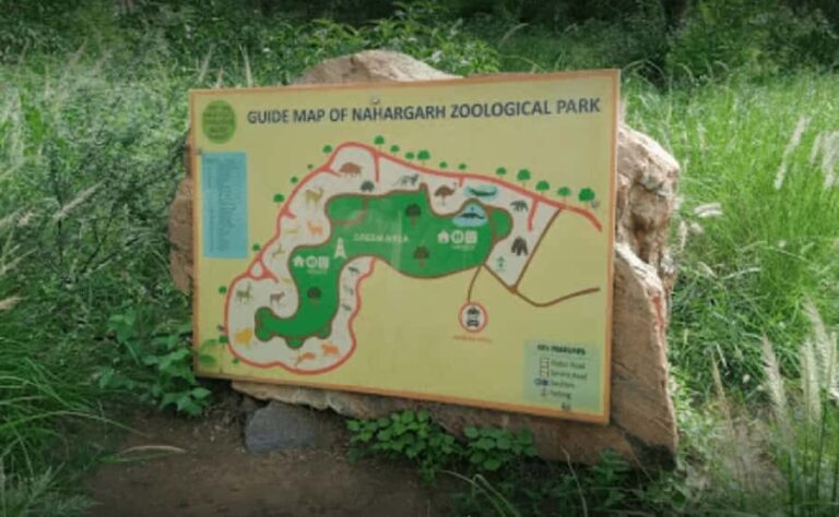 From Jaipur: Nahargarh Lion Safari Biological Park Tour - Exploring the Jaipur to Nahargarh Lion Safari Biological Park Tour in Detail