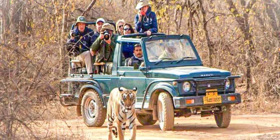 From Jaipur: Private Ranthambore Park Trip with Tiger Safari - The Journey from Jaipur to Ranthambore