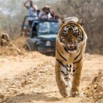 From Jaipur: Ranthambore Tiger Safari Private Day Tour - Who Is This Tour Best For?