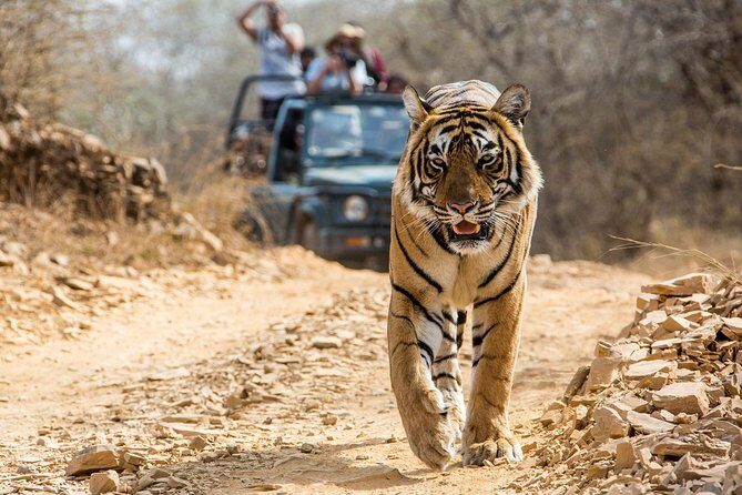 From Jaipur: Ranthambore Tiger Safari Private Day Tour - Who Is This Tour Best For?
