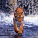 From Jaipur: Ranthambore Tiger Safari Same Day Trip - Exploring Ranthambore National Park