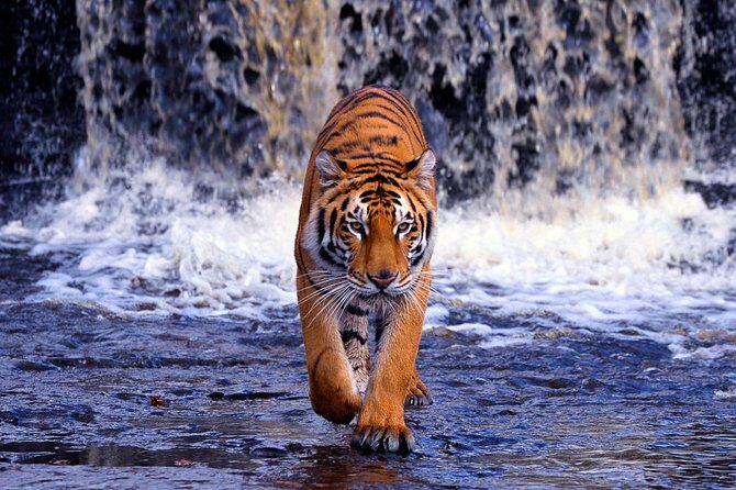 From Jaipur: Ranthambore Tiger Safari Same Day Trip - Exploring Ranthambore National Park