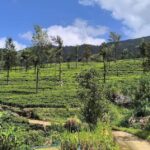From Kandy: Pekoe Trail Stage 3 Guided Hike - What You Can Expect from the Experience