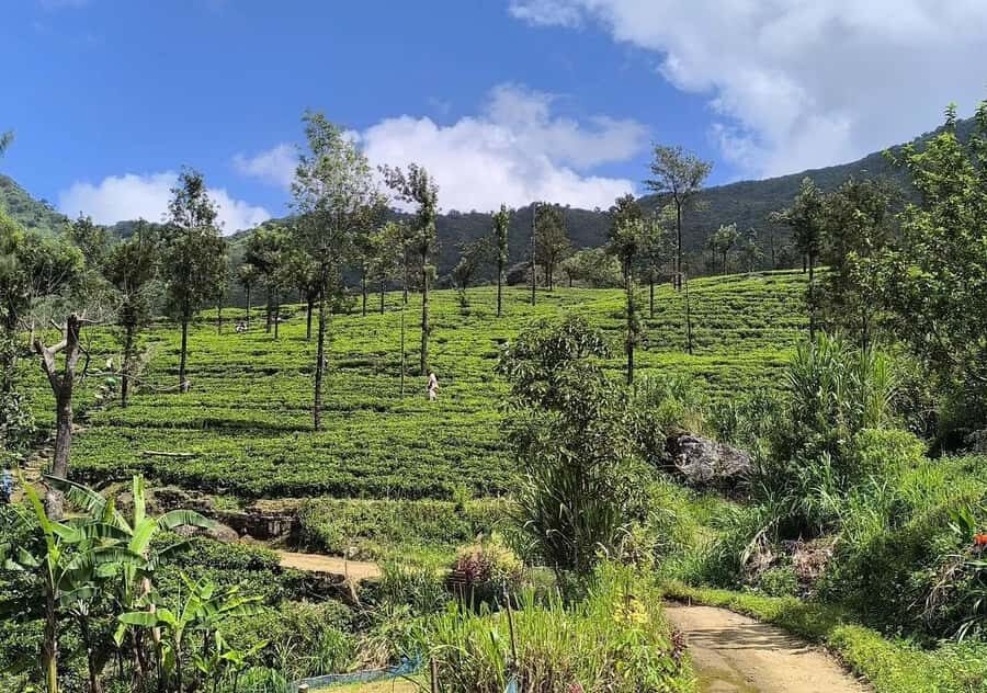 From Kandy: Pekoe Trail Stage 3 Guided Hike - What You Can Expect from the Experience