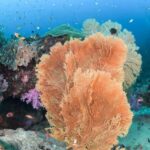 From Khao Lak: Similan Islands Diving Trip - In-Depth Look at the Khao Lak to Similan Islands Diving Trip