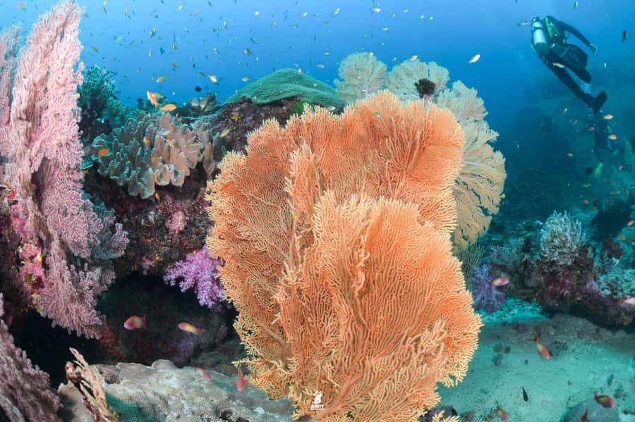 From Khao Lak: Similan Islands Diving Trip - In-Depth Look at the Khao Lak to Similan Islands Diving Trip