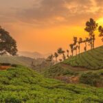 From Kochi: Day Tour to Munnar with Tea Garden and Waterfalls - Who Will Love This Tour?