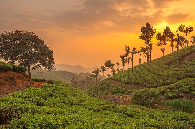 From Kochi: Day Tour to Munnar with Tea Garden and Waterfalls - Who Will Love This Tour?