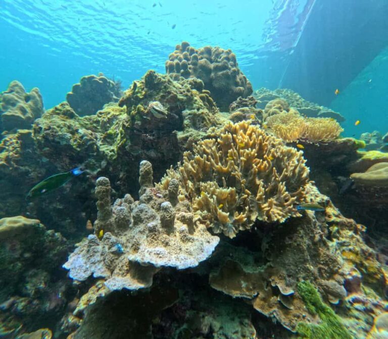 From Koh Lanta: Koh Rok and Koh Ha Day Tour-Queen of Andaman - Final Thoughts