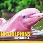 From Koh Samui: Pink Dolphin Boat Tour to Khanom with Lunch - Breaking Down the Cost and Value