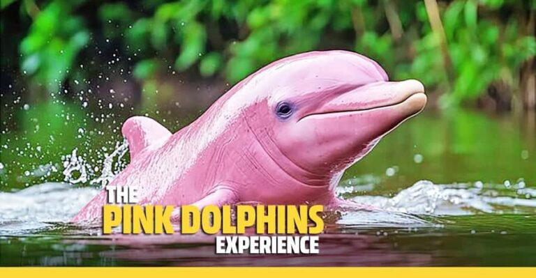 From Koh Samui: Pink Dolphin Boat Tour to Khanom with Lunch - Breaking Down the Cost and Value