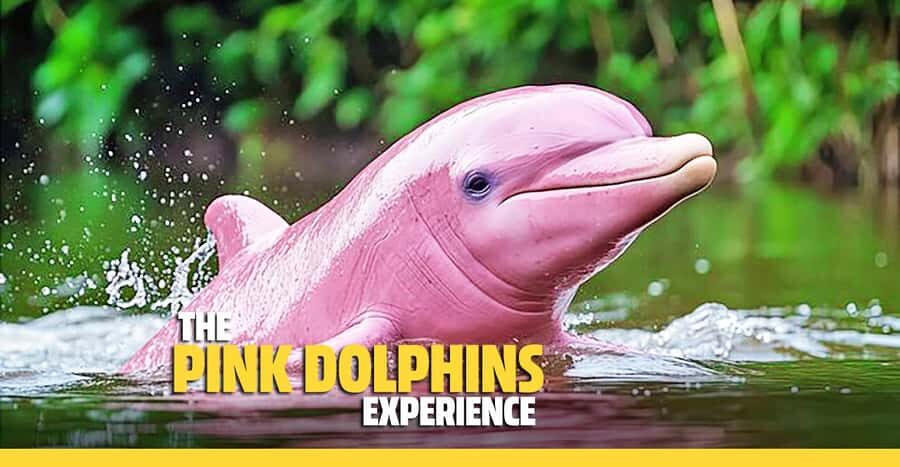 From Koh Samui: Pink Dolphin Boat Tour to Khanom with Lunch - Breaking Down the Cost and Value