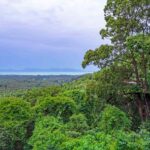 From Koh Samui: Tree Bridge Zipline & Café Adventure - What Travelers Are Loving