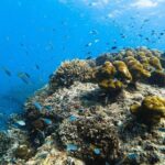 From Krabi to Phi Phi Islands Speedboat Day Tour - Whats Included and Whats Not