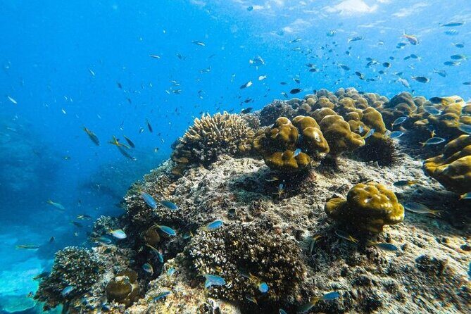 From Krabi to Phi Phi Islands Speedboat Day Tour - Whats Included and Whats Not