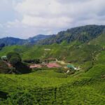 From Kuala Lumpur: Cameron Highlands Private or Join In Tour - The Journey Begins: What to Expect from the Tour