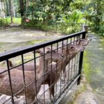 From Kuala Lumpur: Elephant Sanctuary & Batu Caves Tour - How This Tour Balances Fun, Education, and Convenience