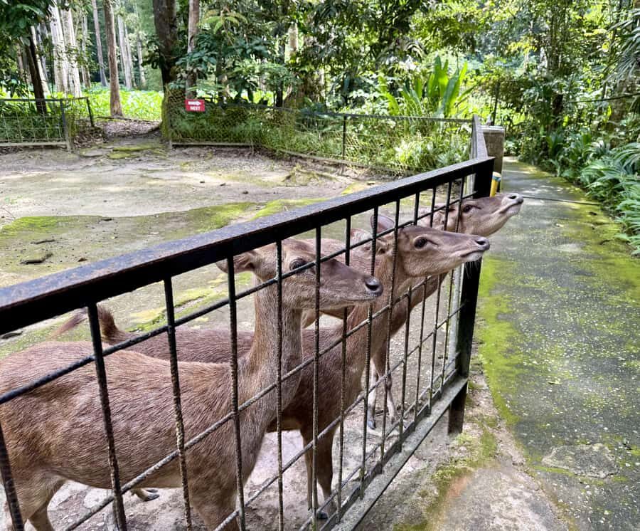 From Kuala Lumpur: Elephant Sanctuary & Batu Caves Tour - How This Tour Balances Fun, Education, and Convenience