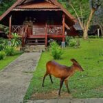 From Kuala Tahan : 4-Day Taman Negara Rainforest Tour - The Details That Matter
