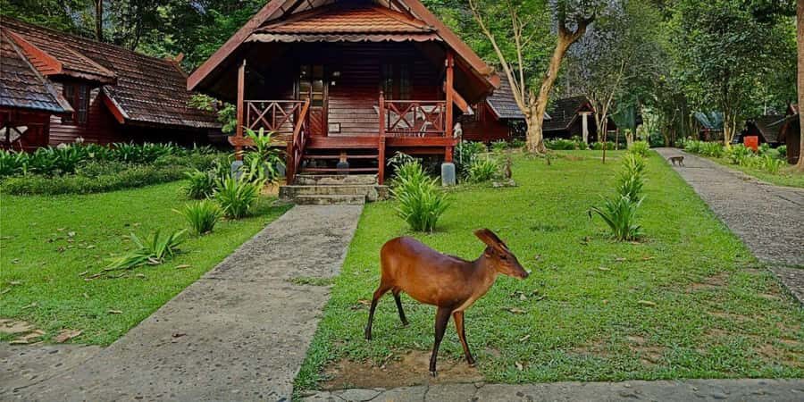 From Kuala Tahan : 4-Day Taman Negara Rainforest Tour - The Details That Matter