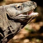 From Labuan Bajo Explore komodo island & Snorkeling - The Practical Side: Transportation, Timing, and Cost