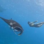 From Lembongan: Nusa Penida Private Snorkeling Tour - Detailed Breakdown of the Itinerary