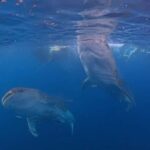 From Lombok: 2-Day Sumbawa Tour & Swim with Whale Sharks - What Makes This Tour Stand Out?