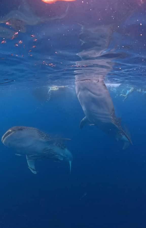 From Lombok: 2-Day Sumbawa Tour & Swim with Whale Sharks - What Makes This Tour Stand Out?