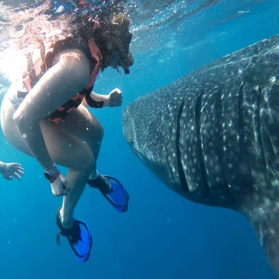 From Lombok Sumbawa 4-Day Moyo, Whale Sharks, & Satonda Tour - What Makes This Tour Special?