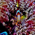 From Manila: Beginner's Scuba Diving Experience - The Value of This Experience