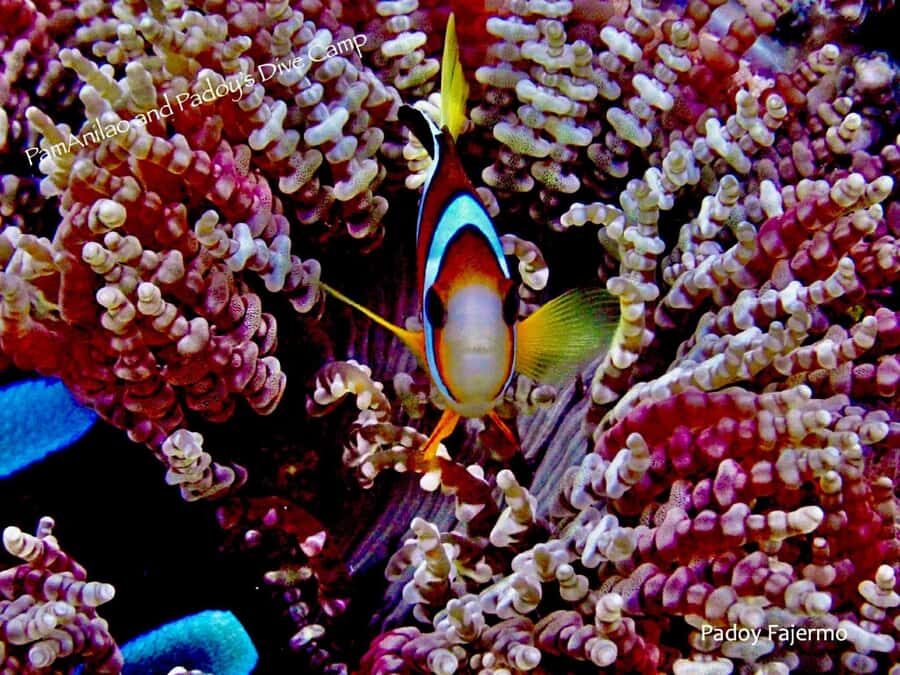 From Manila: Beginner's Scuba Diving Experience - The Value of This Experience